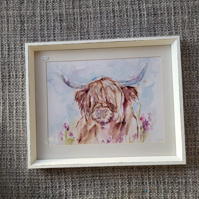 Highland Cow